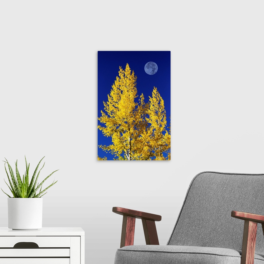 A modern room featuring Aspen Trees In Autumn With Large Full Moon And Blue Sky, Calgary, Alberta, Canada