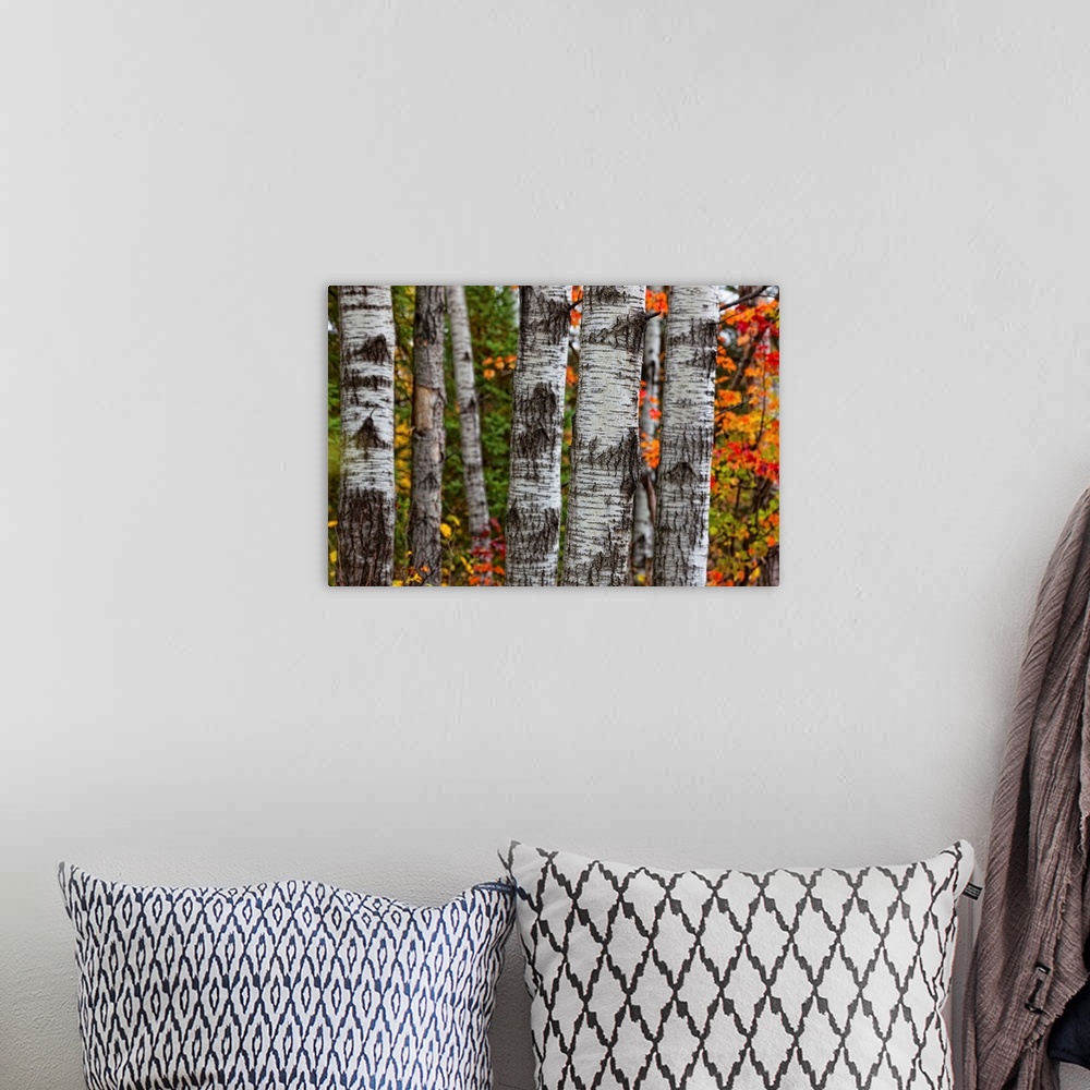 A bohemian room featuring Aspen Trees Surrounded By Colourful Autumn Leaves In Algonquin Provincial Park; Ontario Canada