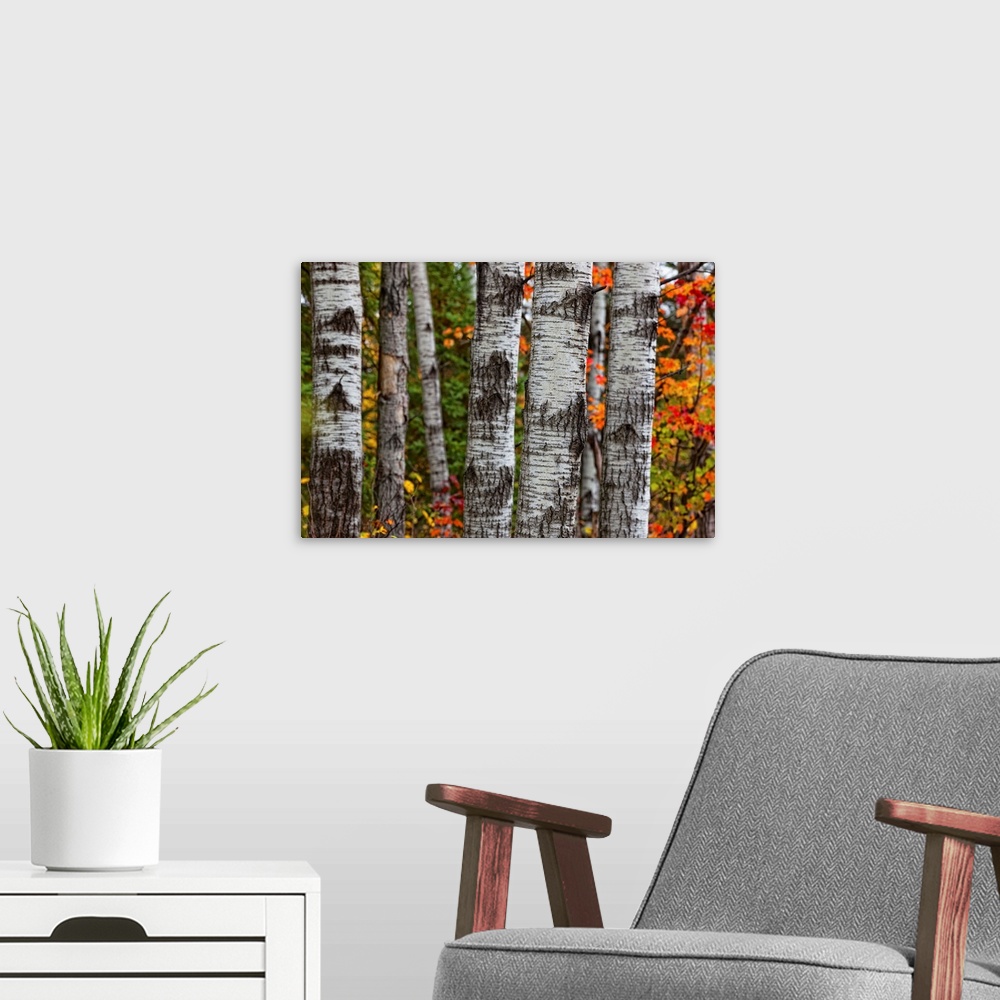 A modern room featuring Aspen Trees Surrounded By Colourful Autumn Leaves In Algonquin Provincial Park; Ontario Canada