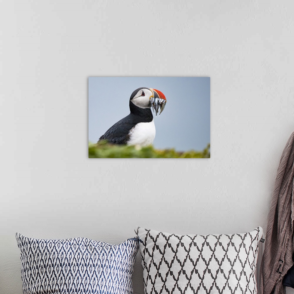 A bohemian room featuring Atlantic puffin carrying mouthful of spearing baitfish to feed its chicks, Iceland
