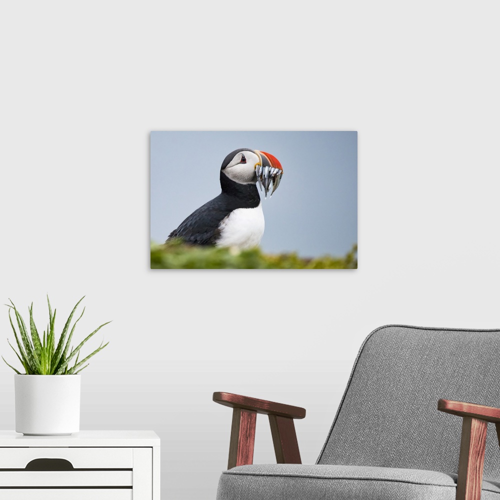 A modern room featuring Atlantic puffin carrying mouthful of spearing baitfish to feed its chicks, Iceland