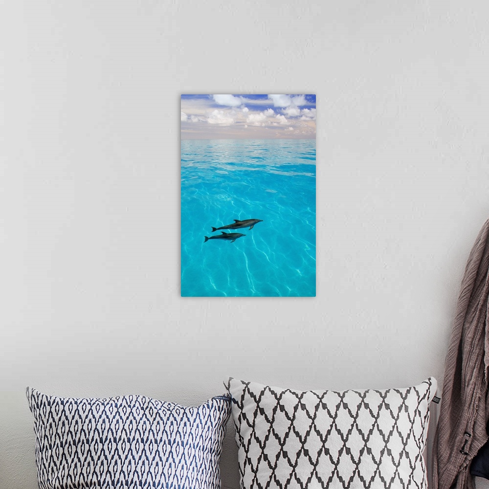 A bohemian room featuring Atlantic Spotted Dolphins