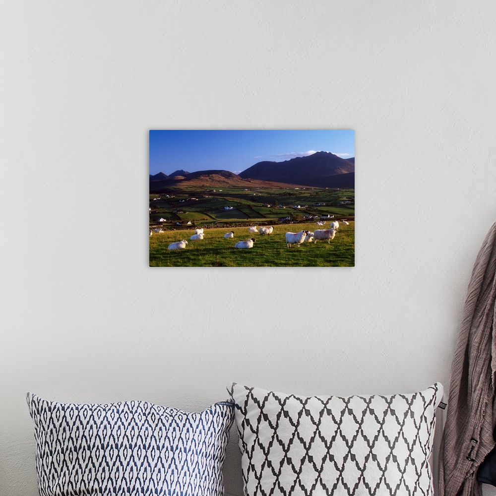 A bohemian room featuring Aughrim Hill, Mourne Mountains, County Down, Ireland; Flock Of Sheep