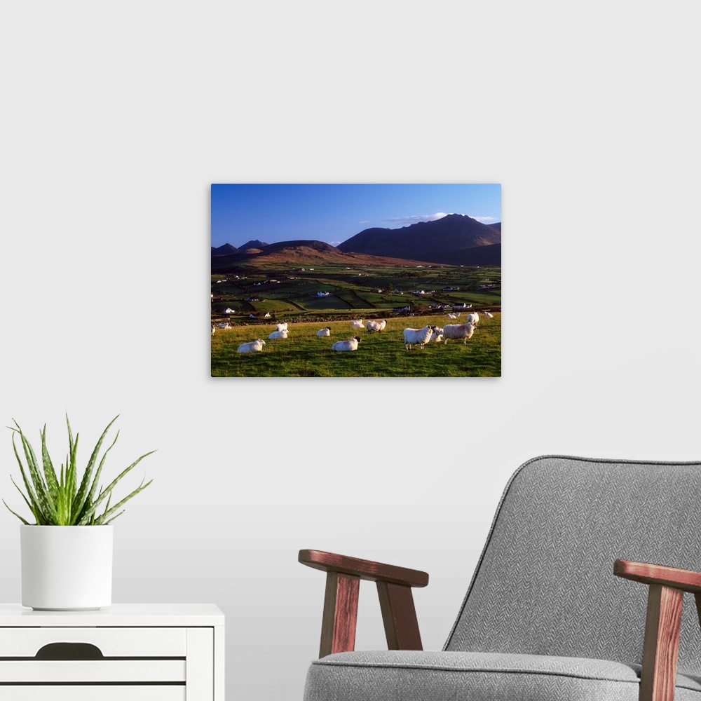 A modern room featuring Aughrim Hill, Mourne Mountains, County Down, Ireland; Flock Of Sheep