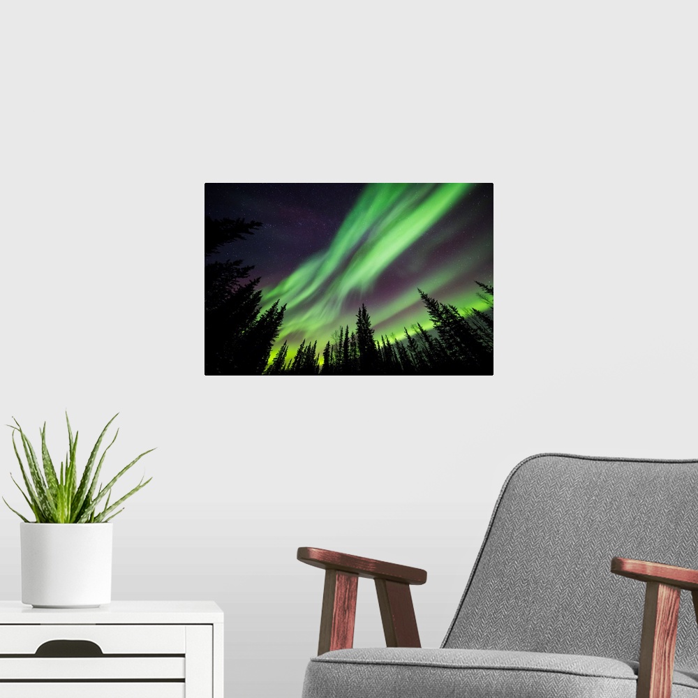 A modern room featuring Aurora borealis over silhouetted trees at the clearwater state recreation site in delta junction....