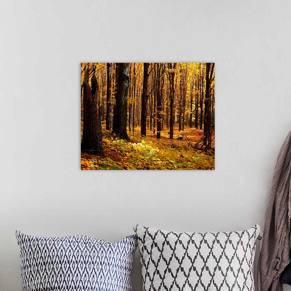 A bohemian room featuring Autumn Forest