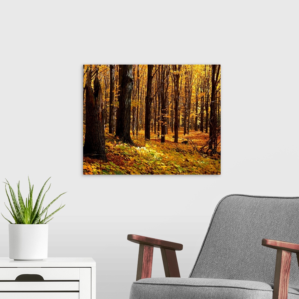A modern room featuring Autumn Forest