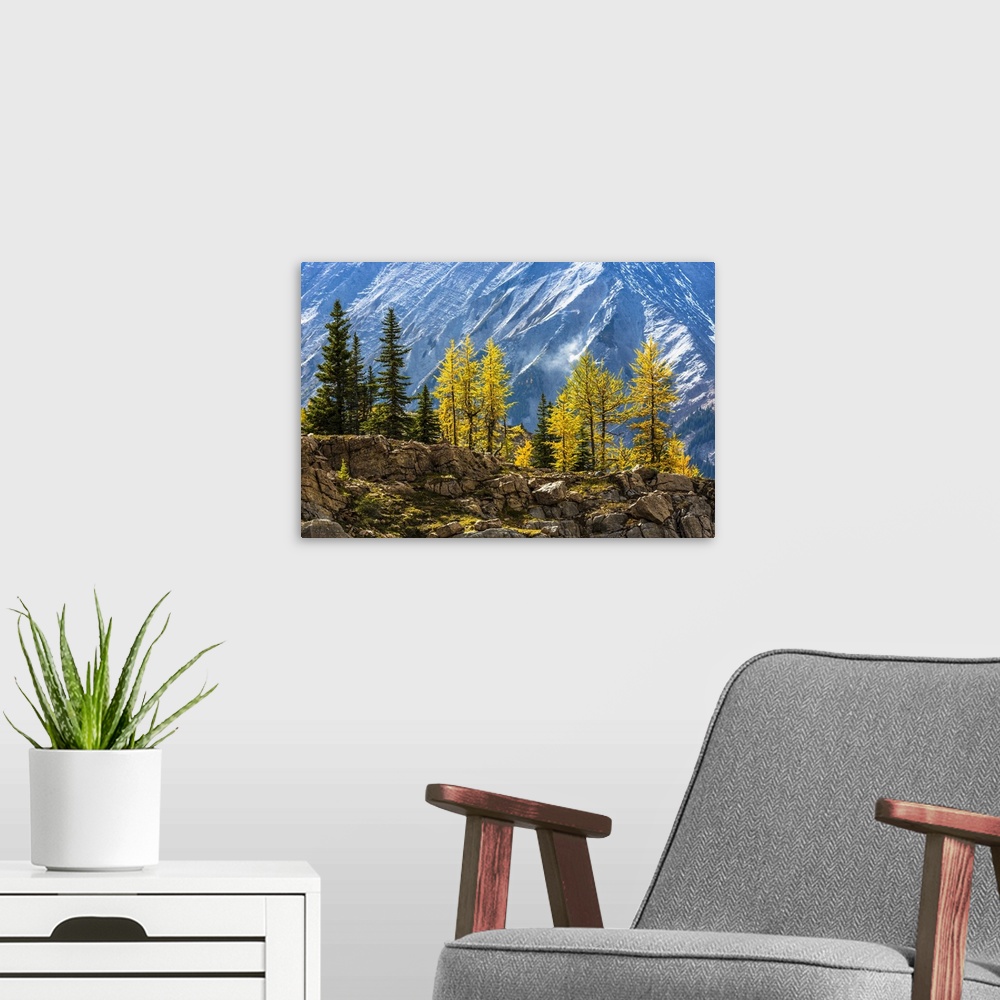 A modern room featuring Autumn Larch on Cliff along Lake McArthur Trail, Yoho National Park, British Columbia, Canada