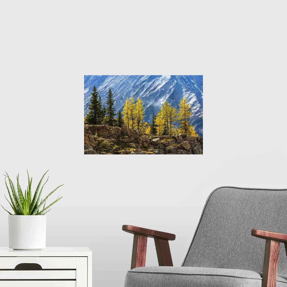 A modern room featuring Autumn Larch on Cliff along Lake McArthur Trail, Yoho National Park, British Columbia, Canada