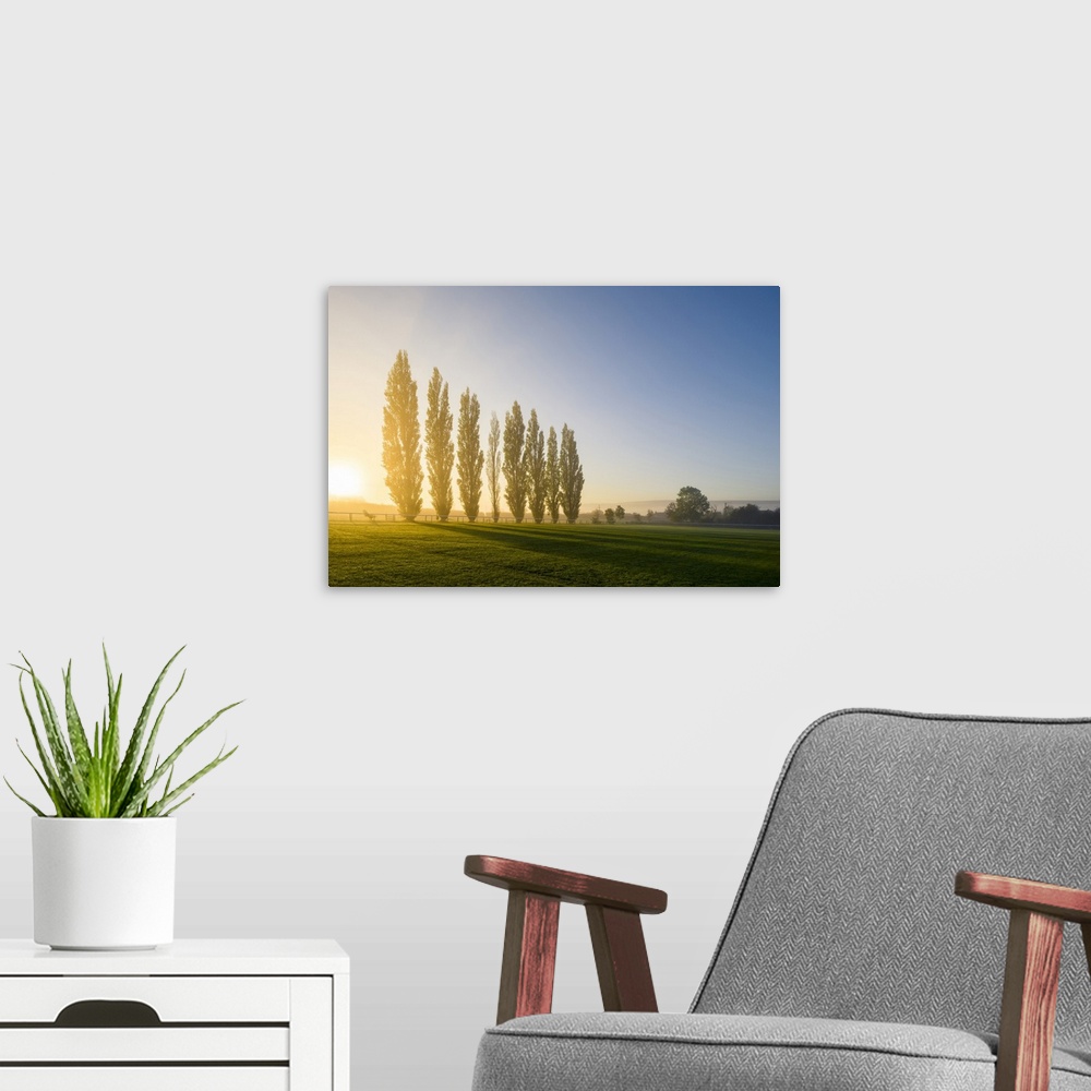 A modern room featuring Autumn sunrise behind a row of Lombardy Poplar trees at the recreation ground in the North Somers...