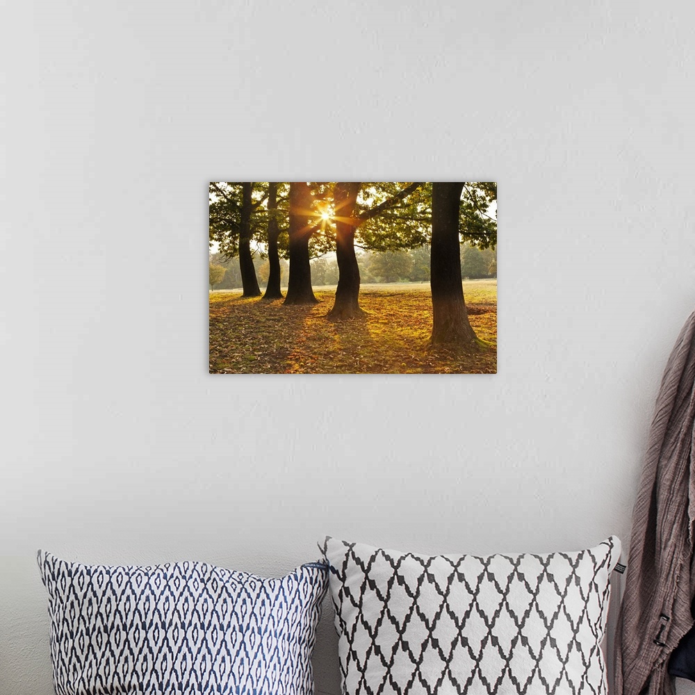 A bohemian room featuring Autumnal sunrise viewed through a row of trees in Knole Park.