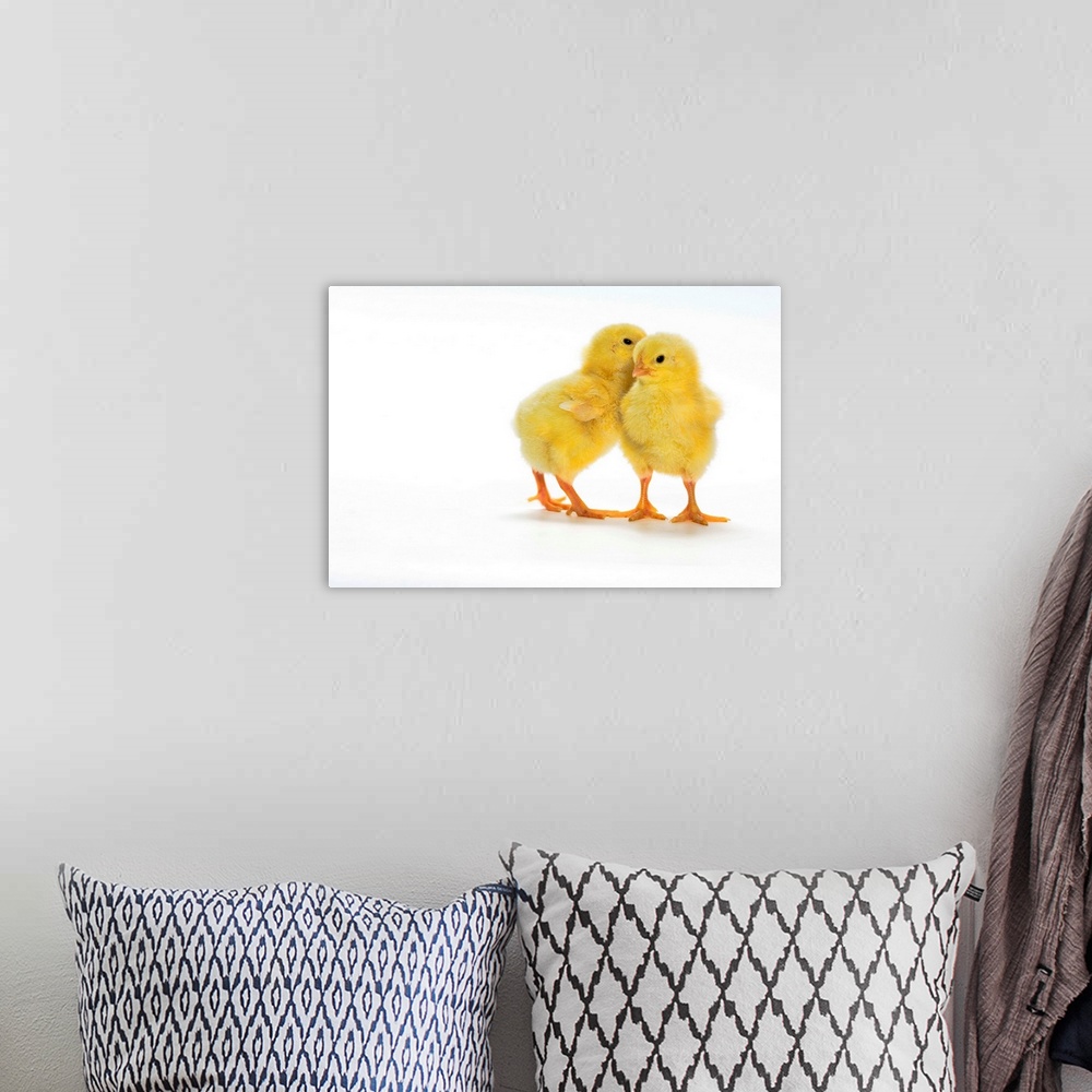 A bohemian room featuring Baby Chickens