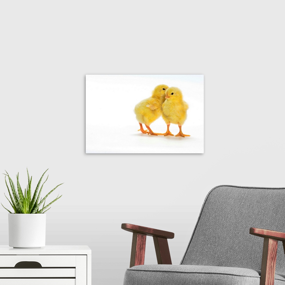 A modern room featuring Baby Chickens
