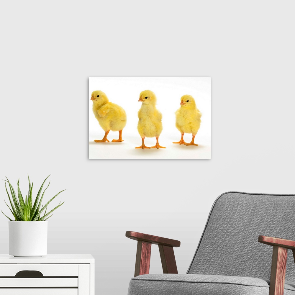 A modern room featuring Baby Chickens