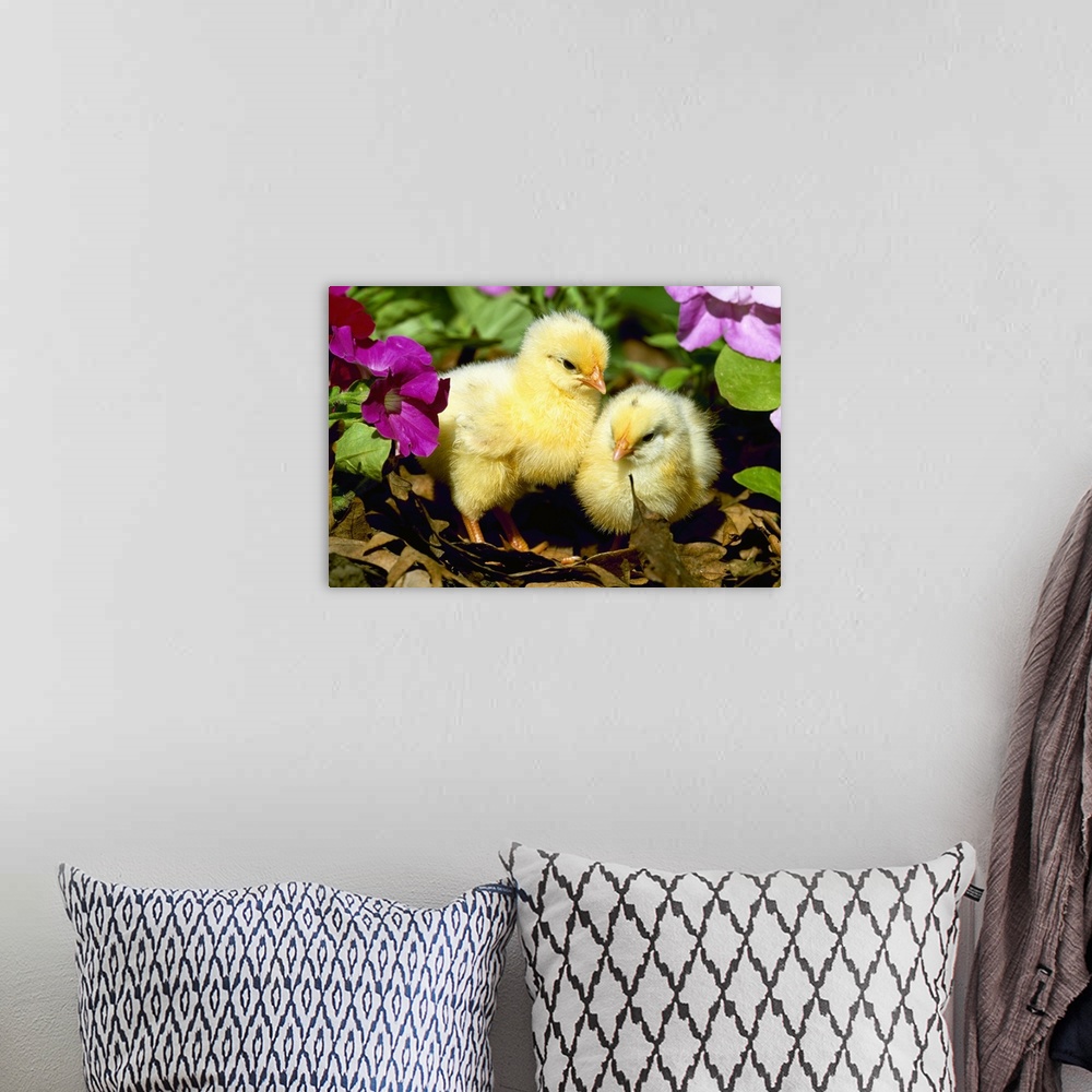 A bohemian room featuring Baby chickens (chicks) in a garden among leaves and flowers