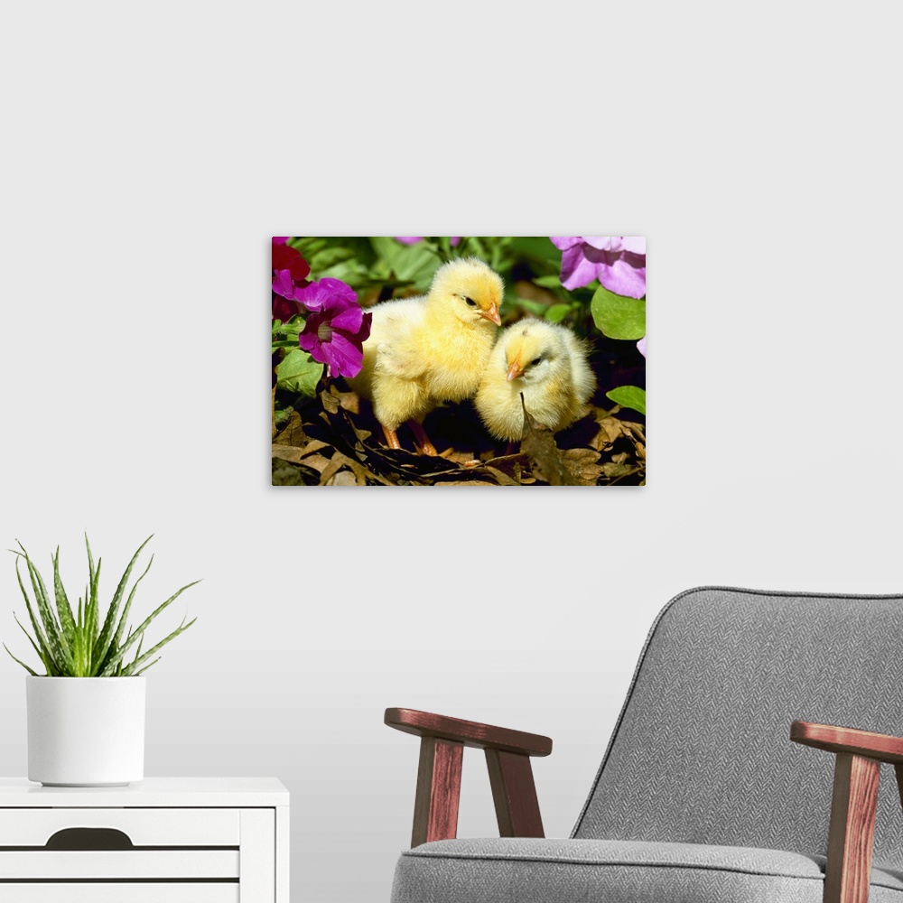 A modern room featuring Baby chickens (chicks) in a garden among leaves and flowers