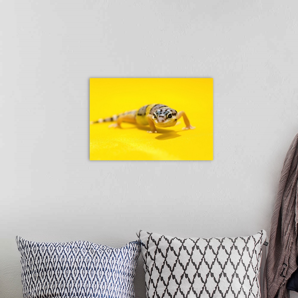 A bohemian room featuring Baby Leopard Gecko On Yellow