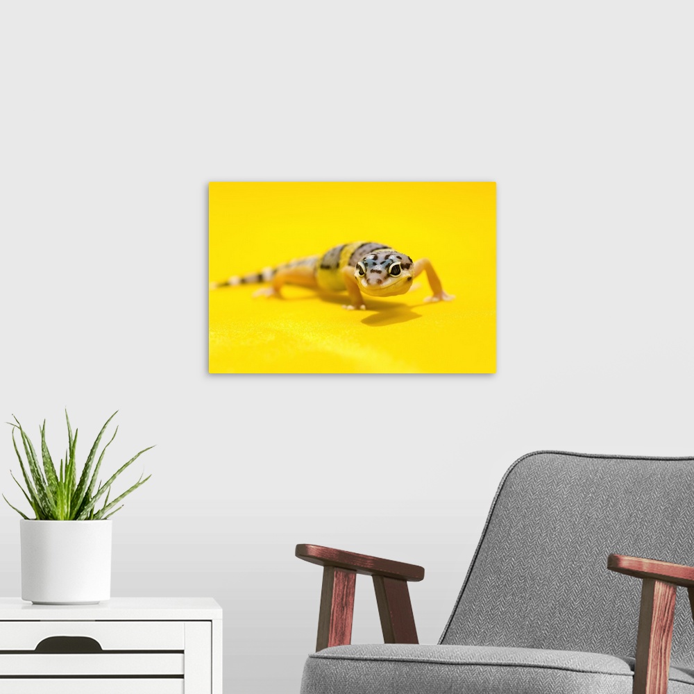 A modern room featuring Baby Leopard Gecko On Yellow