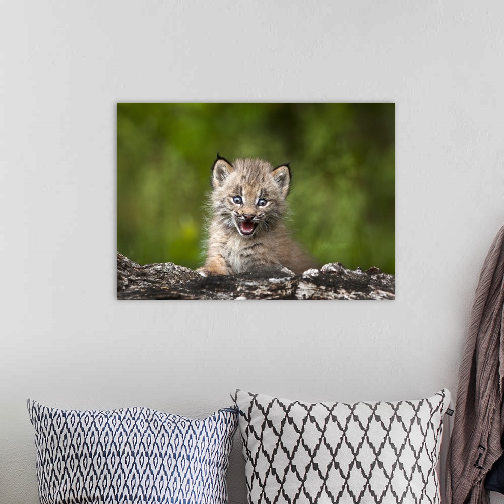 A bohemian room featuring Baby Lynx Looking Over A Fallen Tree; Canmore, Alberta, Canada