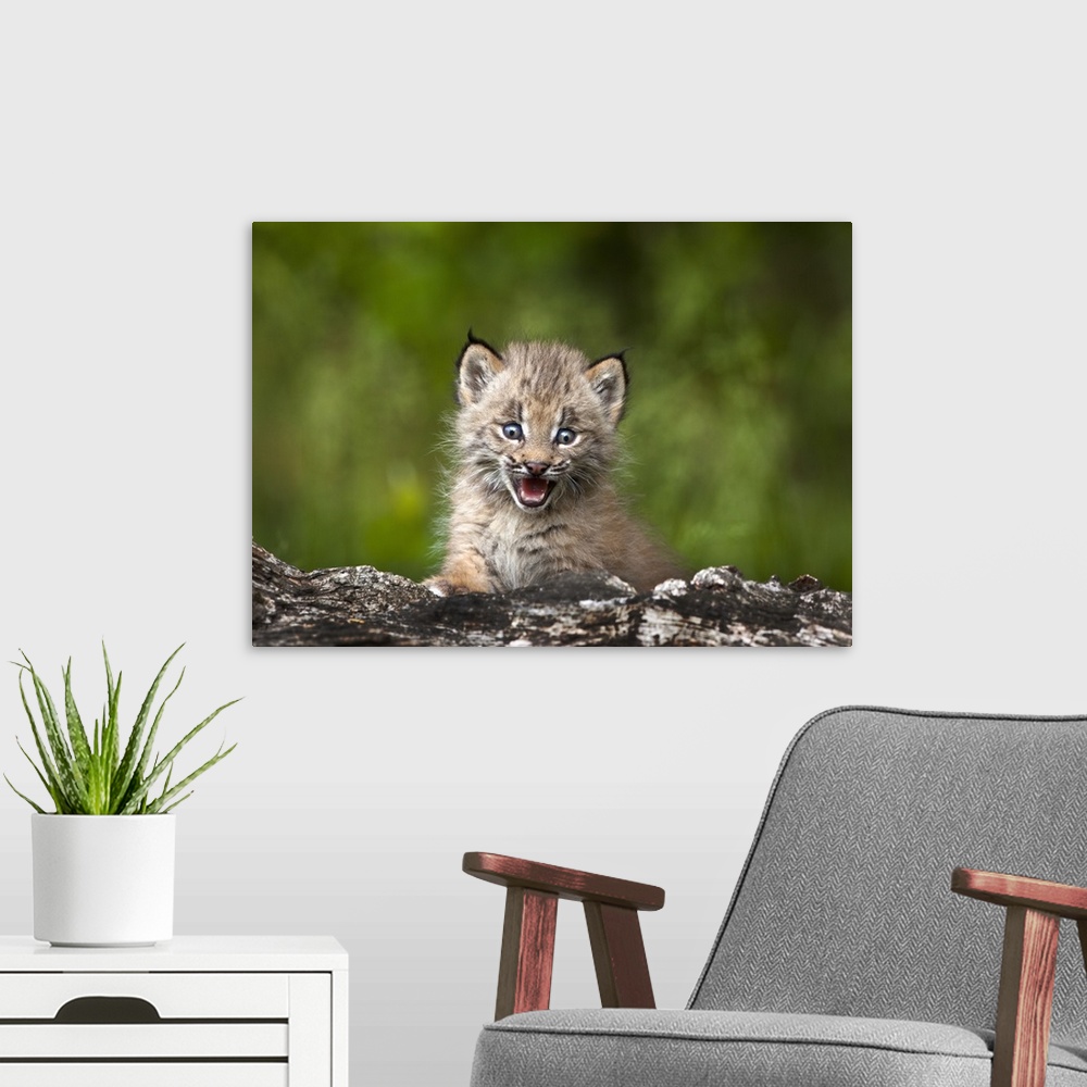 A modern room featuring Baby Lynx Looking Over A Fallen Tree; Canmore, Alberta, Canada