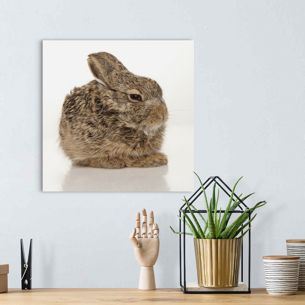 A bohemian room featuring Baby Rabbit