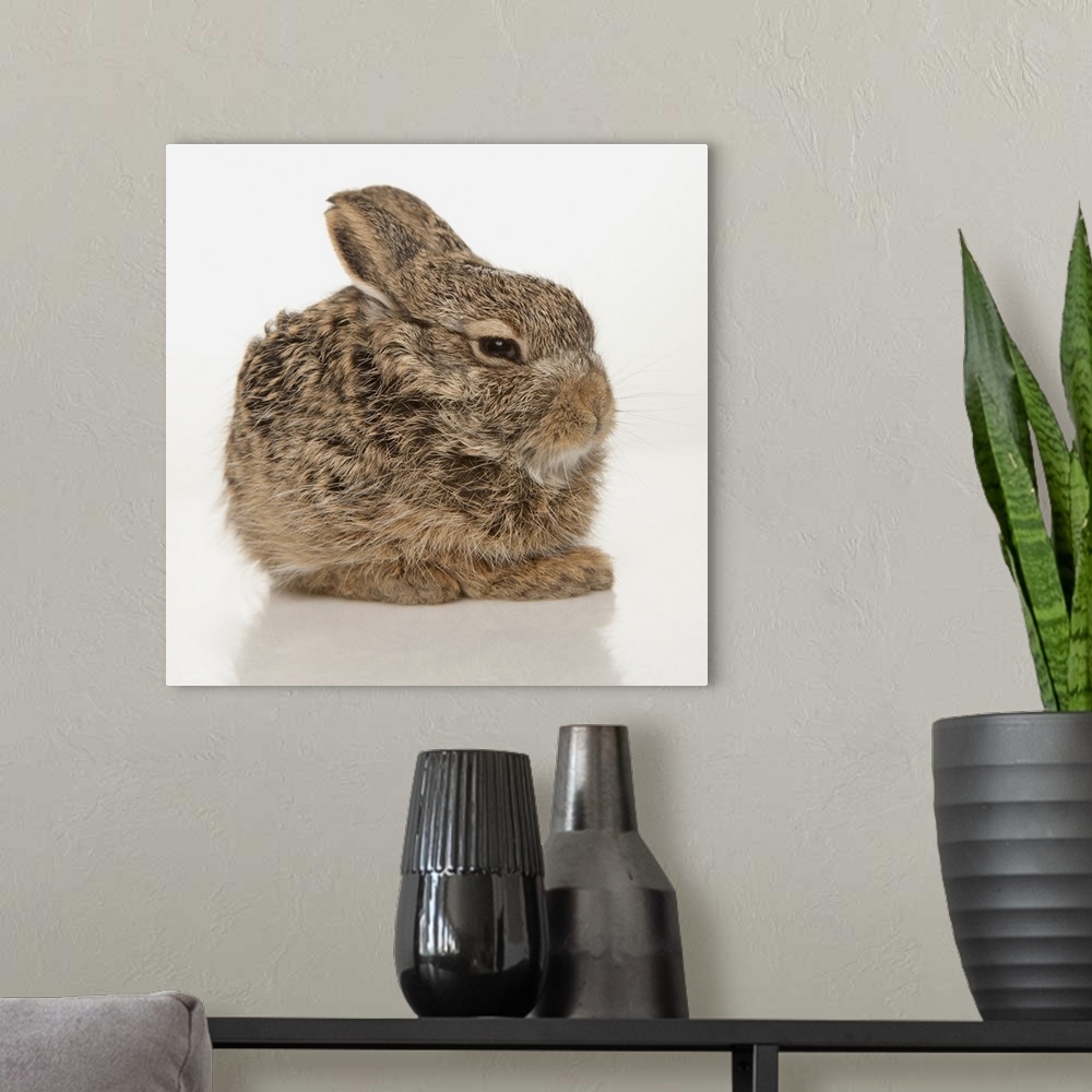 A modern room featuring Baby Rabbit