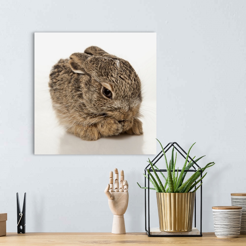 A bohemian room featuring Baby Rabbit Cleaning Himself
