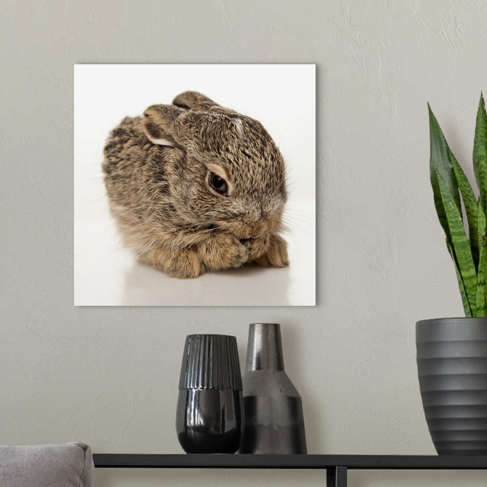 A modern room featuring Baby Rabbit Cleaning Himself