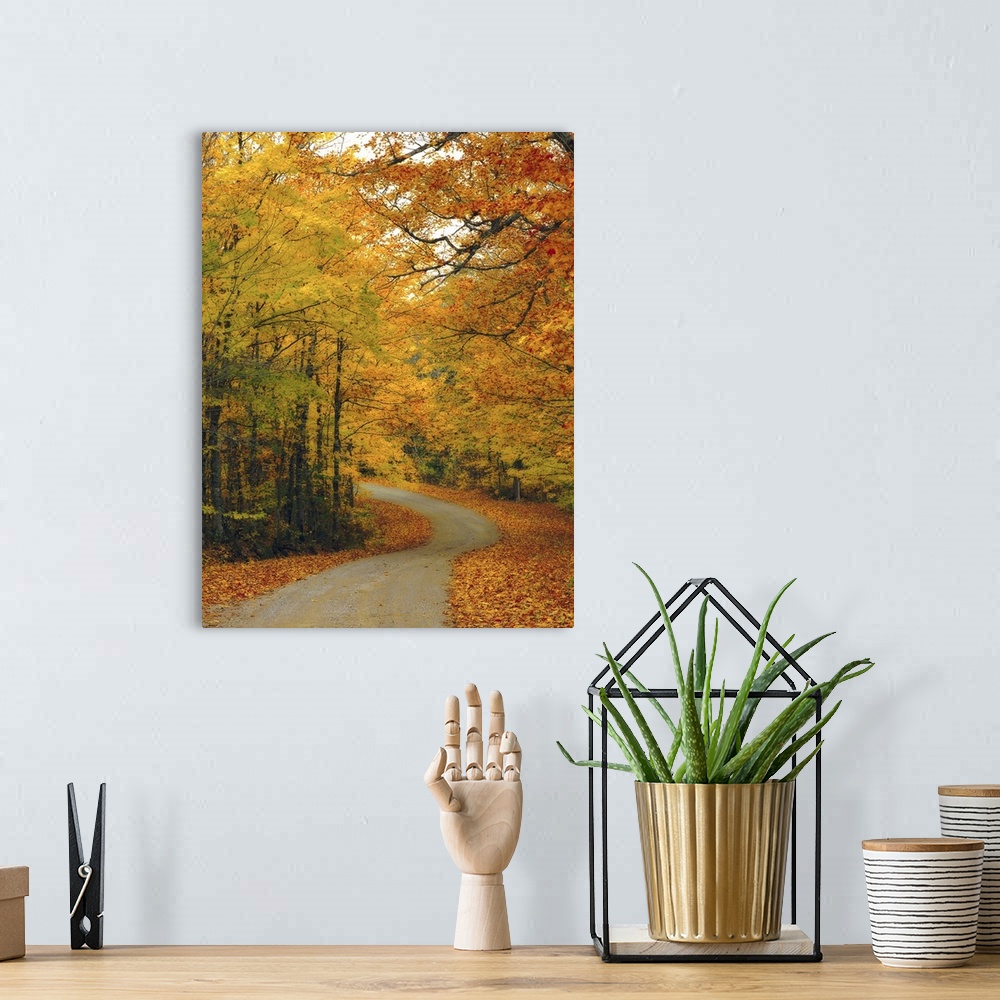 A bohemian room featuring Backcountry Forest Road During Autumn