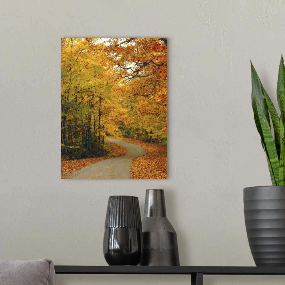 A modern room featuring Backcountry Forest Road During Autumn