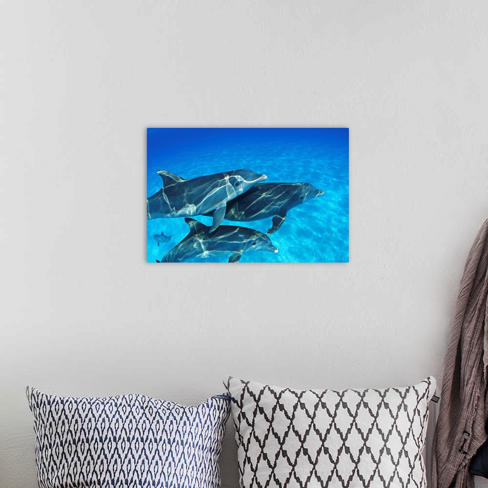 A bohemian room featuring Bahamas, Atlantic Bottlenose Dolphin (Tursiops Truncatus) Swimming Together