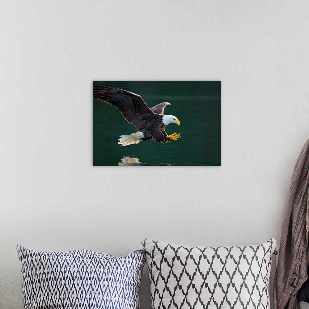 A bohemian room featuring Photograph of a bald eagle swooping over a body of water about to catch a fish in it claws.
