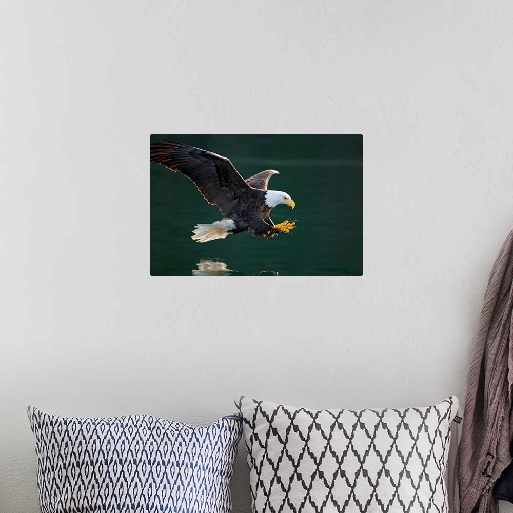 A bohemian room featuring Photograph of a bald eagle swooping over a body of water about to catch a fish in it claws.