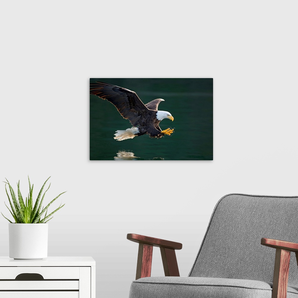 A modern room featuring Photograph of a bald eagle swooping over a body of water about to catch a fish in it claws.