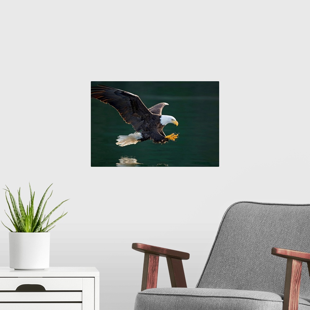 A modern room featuring Photograph of a bald eagle swooping over a body of water about to catch a fish in it claws.