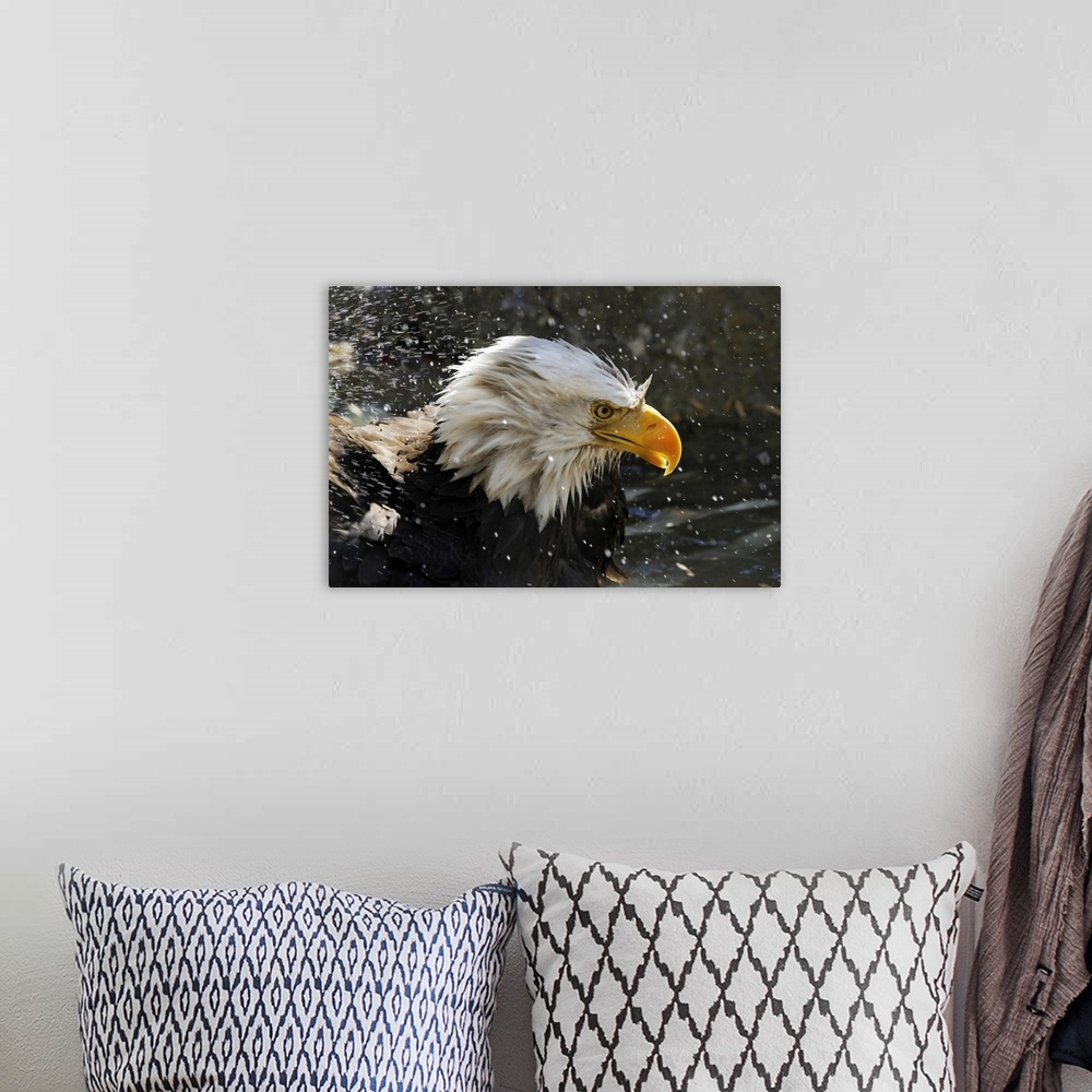 A bohemian room featuring Bald eagle (Haliaeetus leucocephalus) with splashes of water; Denver, Colorado, United States of ...