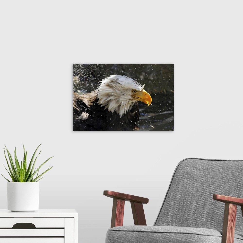 A modern room featuring Bald eagle (Haliaeetus leucocephalus) with splashes of water; Denver, Colorado, United States of ...