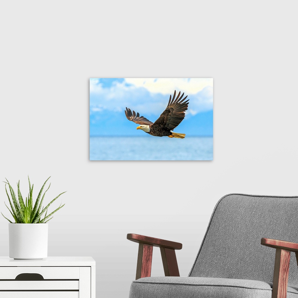 A modern room featuring Bald Eagle, Haliaeetus leucocephalus, in flight along the shoreline in Cook Inlet, Alaska.