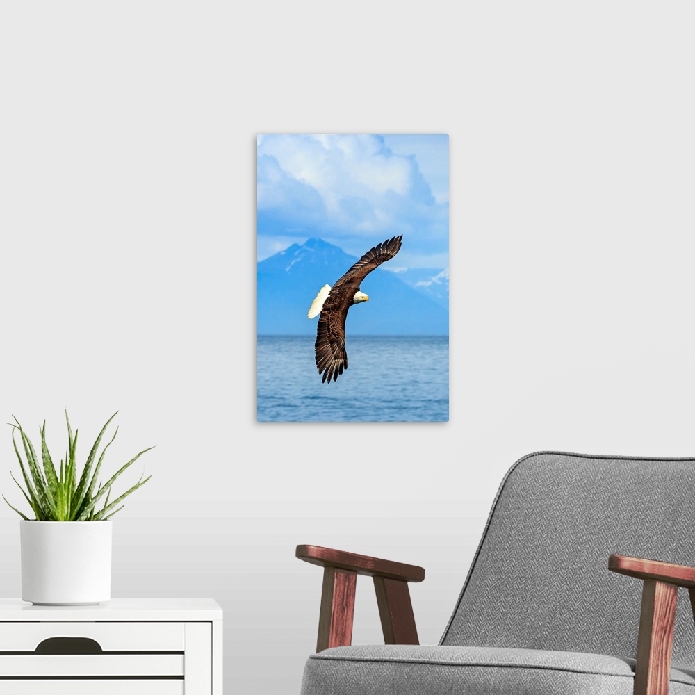 A modern room featuring Bald Eagle, Haliaeetus leucocephalus, in flight along the shoreline in Cook Inlet, Alaska.