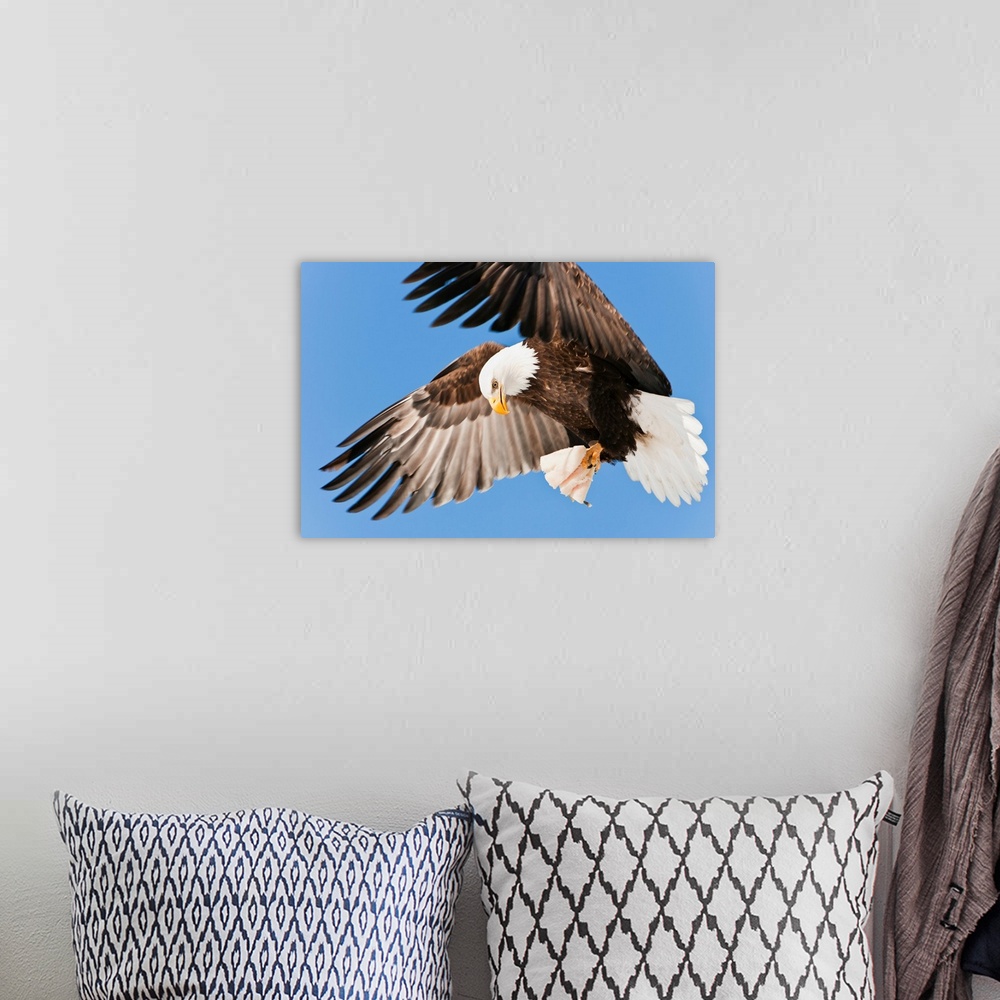 A bohemian room featuring Bald Eagle (Haliaeetus leucocephalus) in flight with talons holding fish bait in Eagle River near...