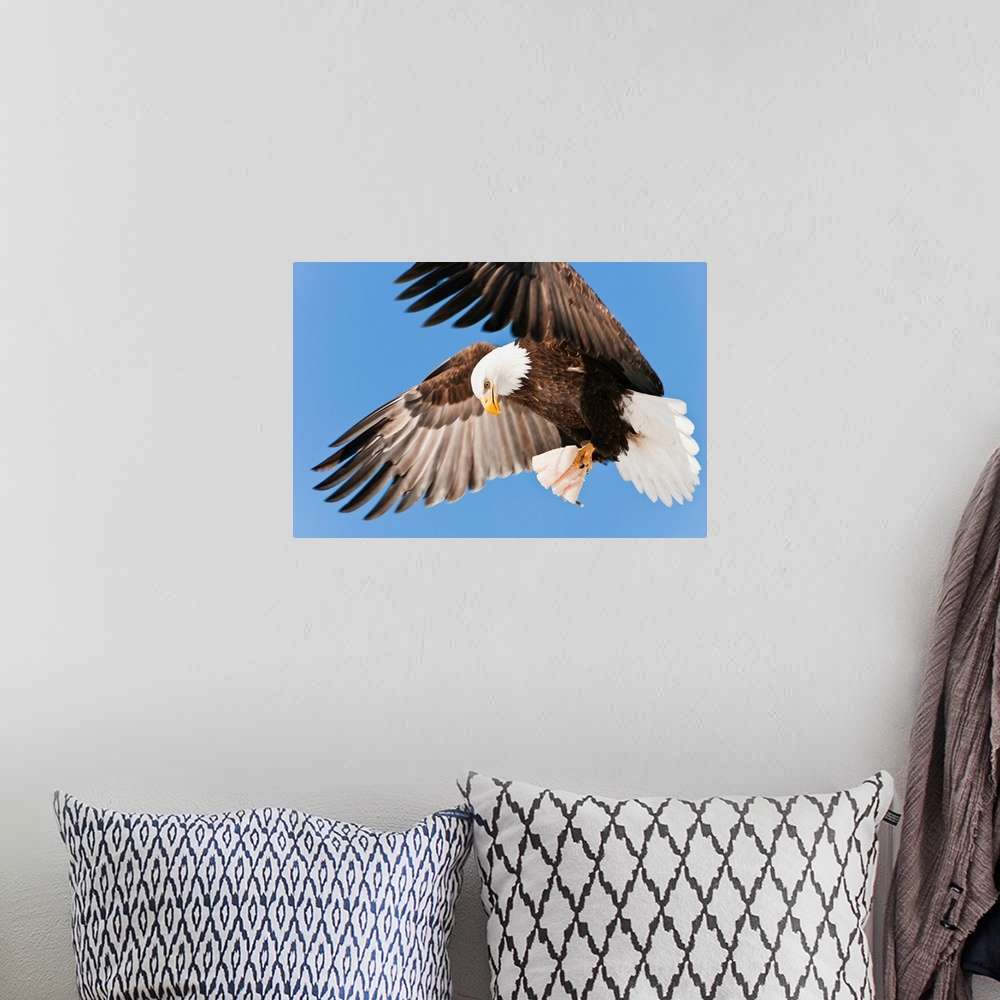 A bohemian room featuring Bald Eagle (Haliaeetus leucocephalus) in flight with talons holding fish bait in Eagle River near...