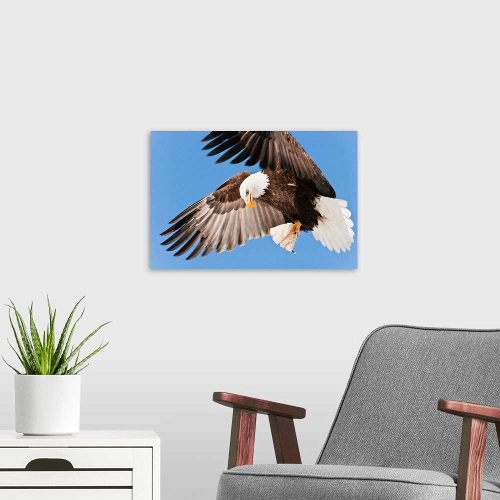 A modern room featuring Bald Eagle (Haliaeetus leucocephalus) in flight with talons holding fish bait in Eagle River near...