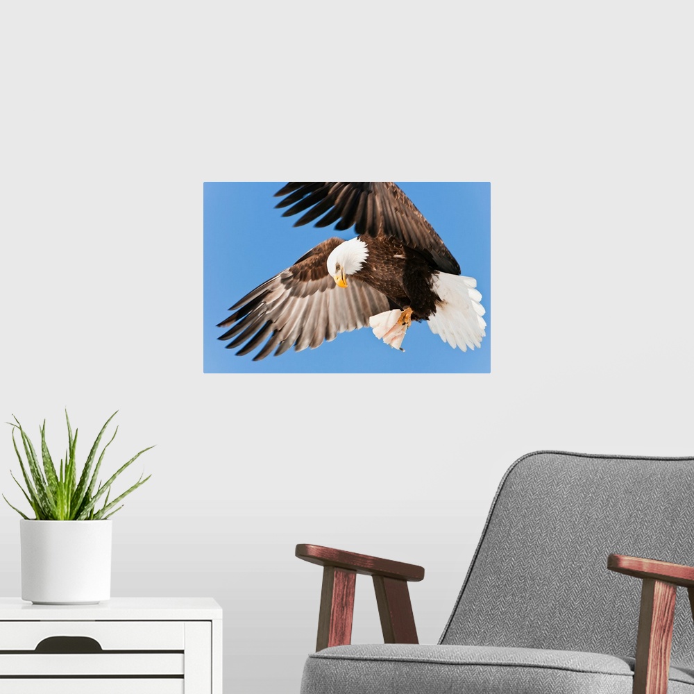 A modern room featuring Bald Eagle (Haliaeetus leucocephalus) in flight with talons holding fish bait in Eagle River near...