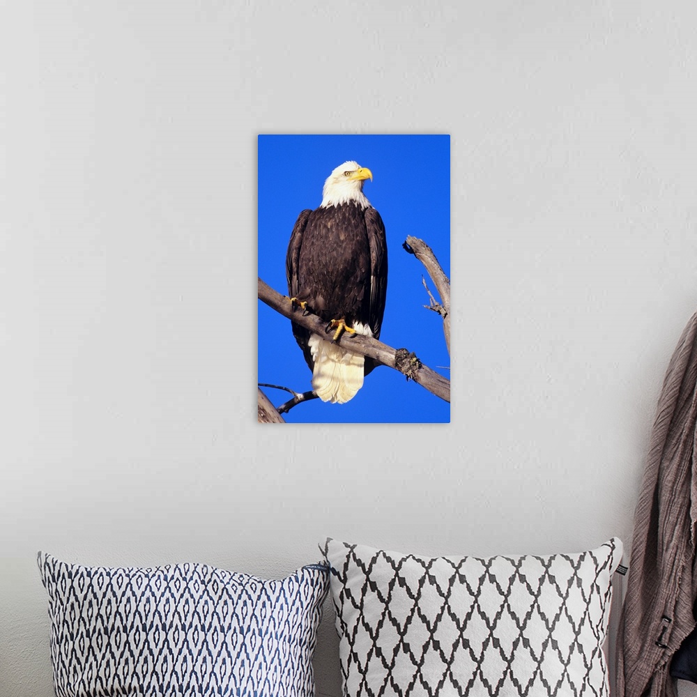 A bohemian room featuring Bald Eagle (Haliaeetus Leucocephalus) Perched On A Branch