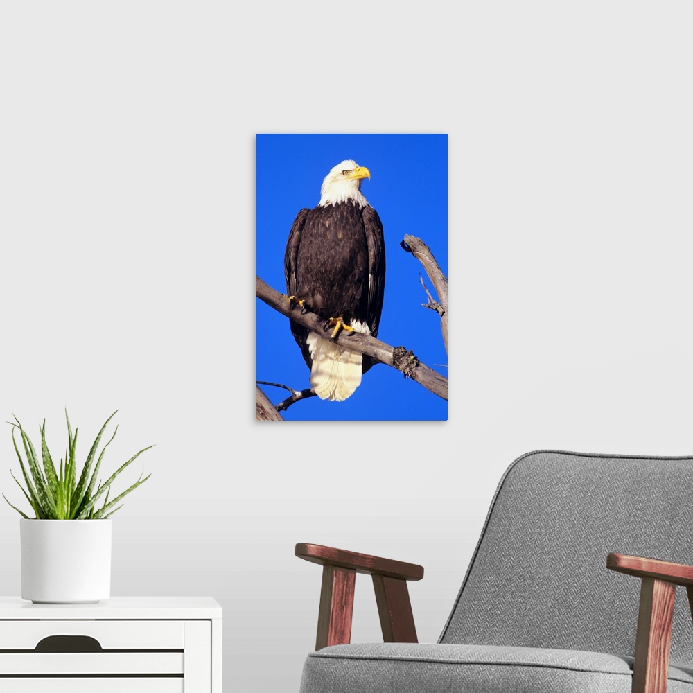 A modern room featuring Bald Eagle (Haliaeetus Leucocephalus) Perched On A Branch