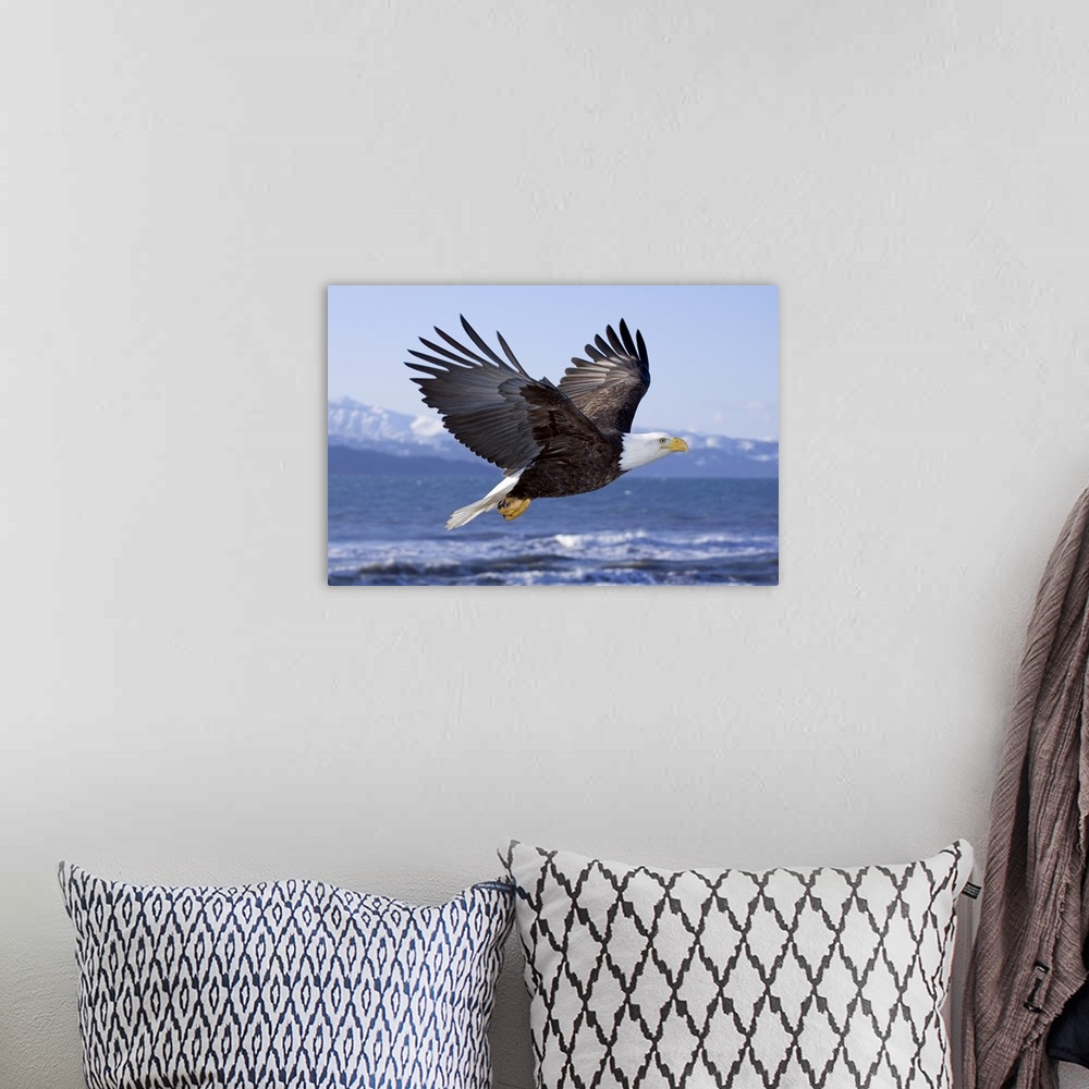 A bohemian room featuring Bald Eagle In Mid-Air Flight Over Homer Spit Kenai Peninsula Alaska Winter Kachemak Bay
