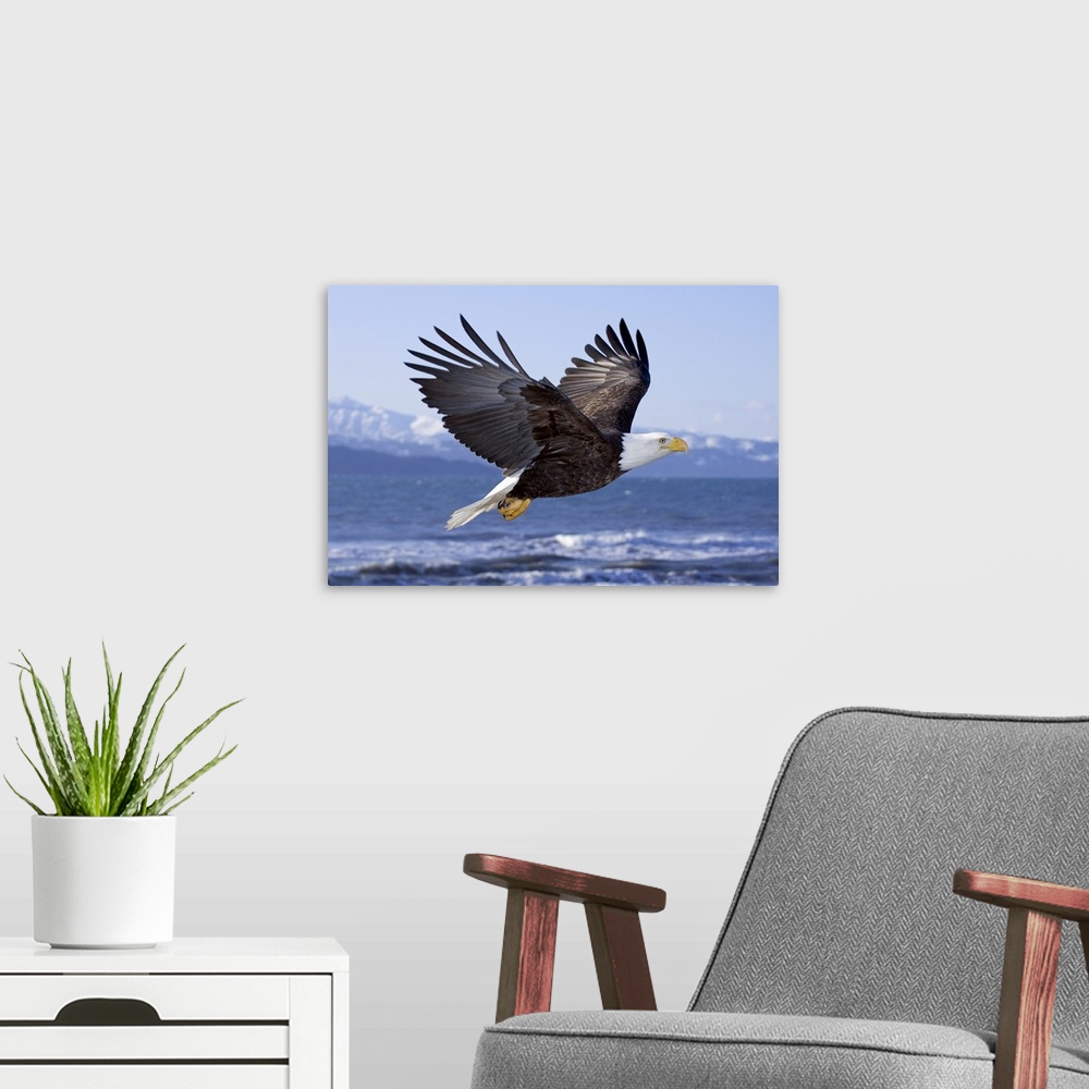 A modern room featuring Bald Eagle In Mid-Air Flight Over Homer Spit Kenai Peninsula Alaska Winter Kachemak Bay