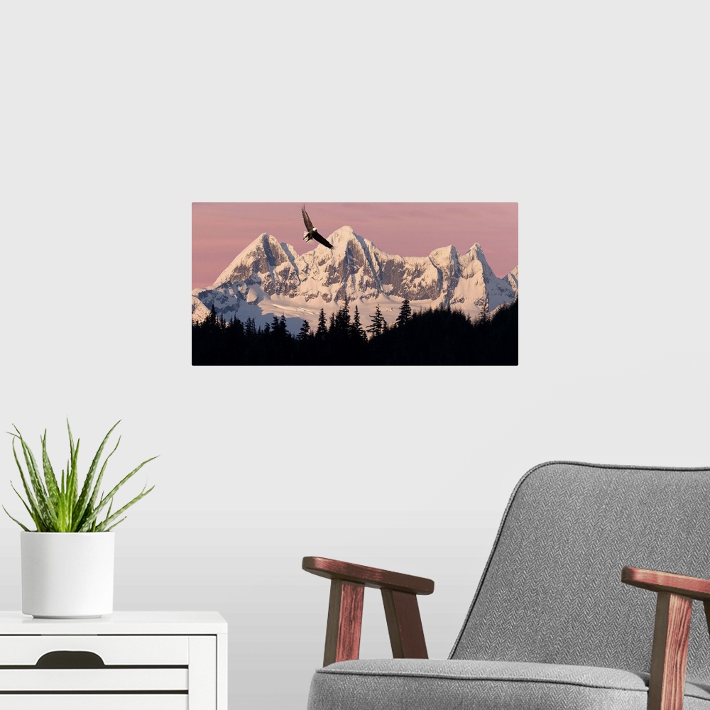 A modern room featuring Bald Eagle In Flight At Sunset With Mendenhall Towers, Southeast Alaska