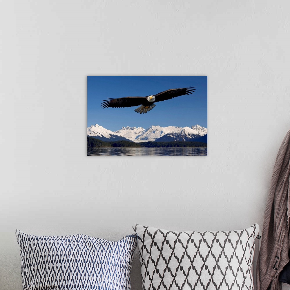 A bohemian room featuring Photo print of an eagle with wide wing span flying over water with snowy rugged mountains in the ...