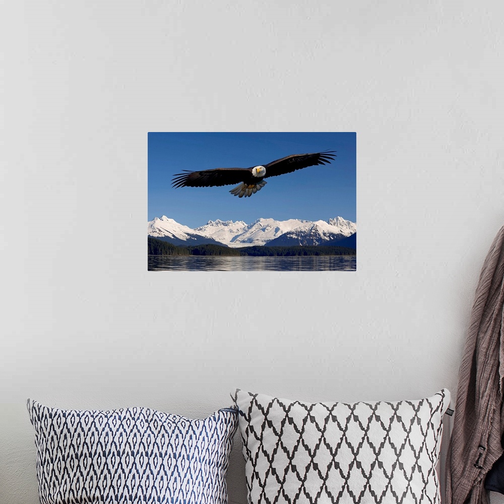A bohemian room featuring Photo print of an eagle with wide wing span flying over water with snowy rugged mountains in the ...